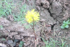 Neptunia oleracea