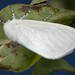 White Satin Moth - Photo (c) Paolo Mazzei, some rights reserved (CC BY-NC), uploaded by Paolo Mazzei