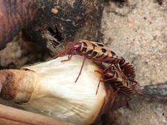 Probergrothius angolensis