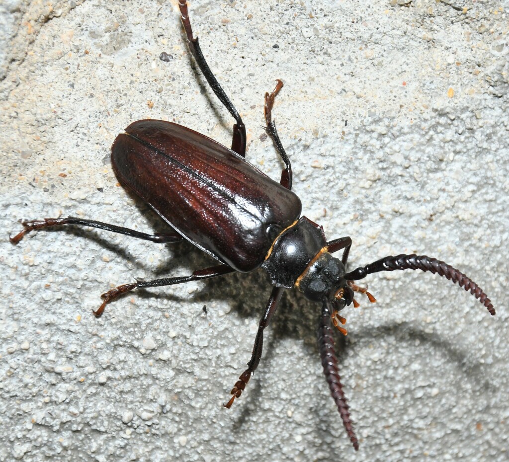 Tooth-necked and Aberrant Longhorn Beetles