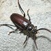 Tooth-necked and Aberrant Longhorn Beetles - Photo (c) Joe Girgente, some rights reserved (CC BY-NC), uploaded by Joe Girgente