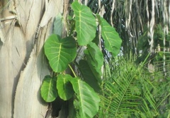 Ficus ypsilophlebia