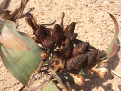 Welwitschia mirabilis image