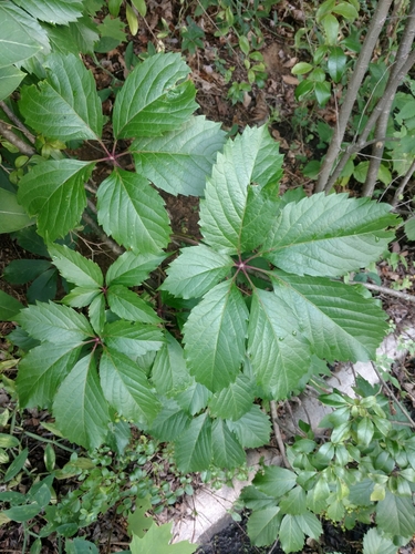 Parthenocissus inserta