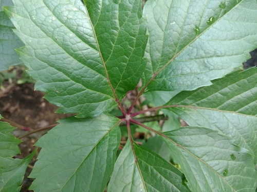 Parthenocissus inserta