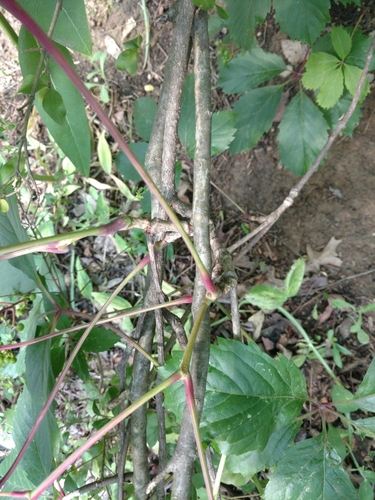 Parthenocissus inserta