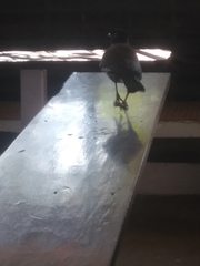 Acridotheres tristis