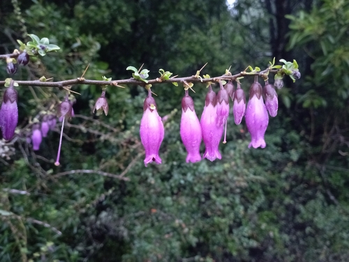 Image of Latua pubiflora by (c) Pablo Silva, some rights reserved (CC BY)