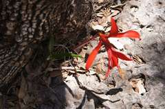 Sprekelia formosissima