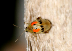 Walterianella championi