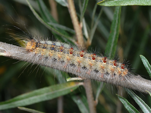 Spongy Moth, photo 8 of 10