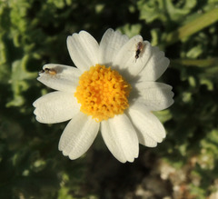 Perityle crassifolia robusta