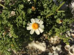 Perityle crassifolia robusta