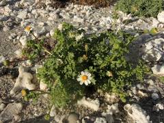Perityle crassifolia robusta