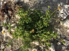 Perityle crassifolia robusta