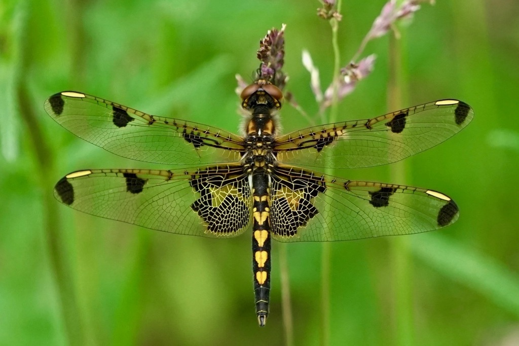 dragonfly by pleasantbaymac