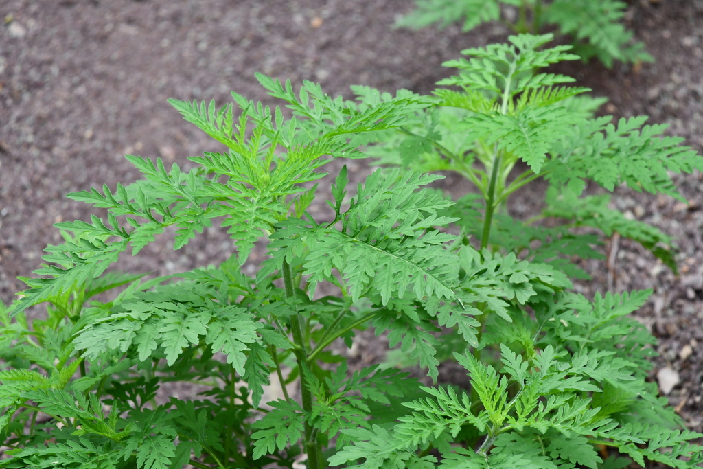 common ragweed from Randolph County, WV, USA on July 1, 2023 at 11:56 ...