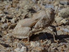 Trachypetrella anderssonii