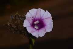 Argyreia capitiformis