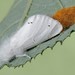 Euproctis chrysorrhoea - Photo (c) Paolo Mazzei, algunos derechos reservados (CC BY-NC), subido por Paolo Mazzei