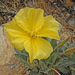Oenothera primiveris primiveris - Photo (c) Jerry Oldenettel，保留部份權利CC BY-NC-SA