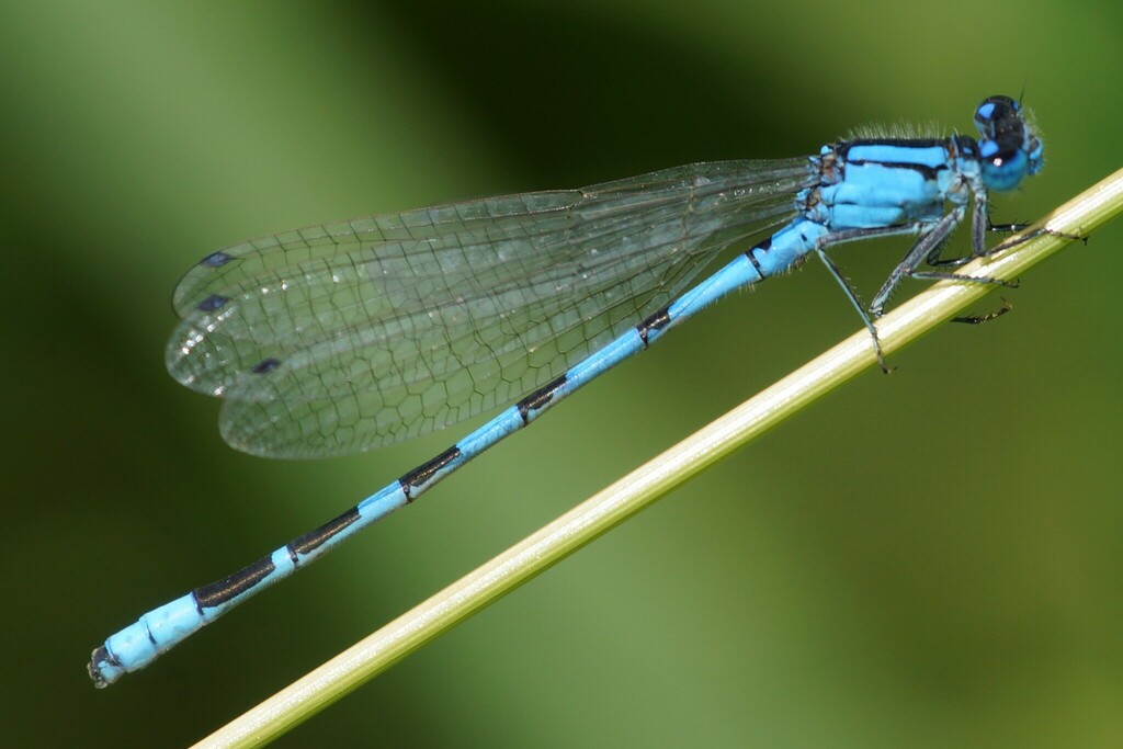 Alkali Bluet from Stutsman County, ND, USA on June 25, 2023 at 1210 PM