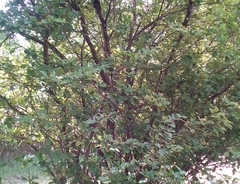 Malpighia glabra