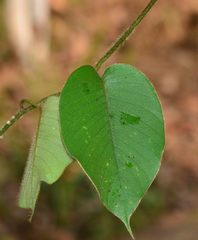 Argyreia capitiformis