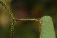 Argyreia capitiformis