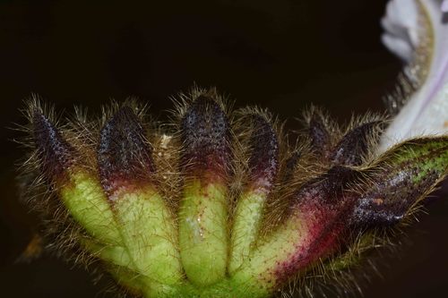 Image of Argyreia Capitiformis (Argyreia capitiformis) by no rights reserved