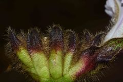 Argyreia capitiformis