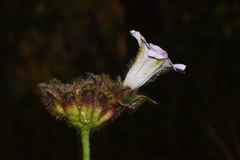 Argyreia capitiformis