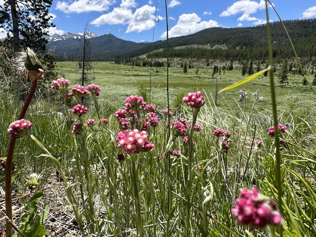 Rosy Pussytoes from State Forest State Park, Walden, CO, US on July 1
