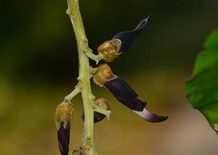 Mucuna bracteata