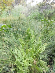 Thelypteris confluens