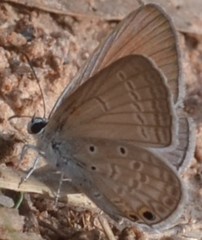 Euchrysops cnejus cnejus