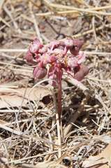 Euphorbia radians