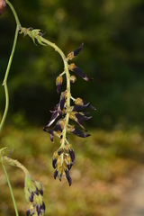 Mucuna bracteata