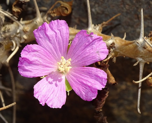 Monsonia marlothii 3