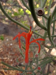 Psittacanthus sonorae