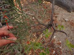 Psittacanthus sonorae