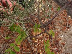 Psittacanthus sonorae