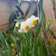 Narcissus tazetta