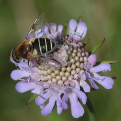Eristalis jugorum