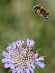 Eristalis jugorum