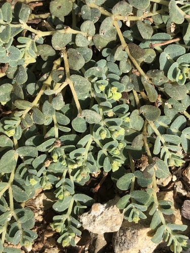 Euphorbia turpinii