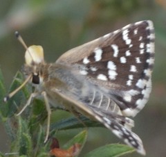 Spialia galba