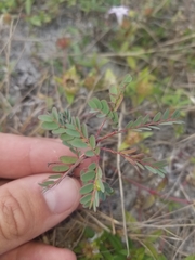 Phyllanthus abnormis