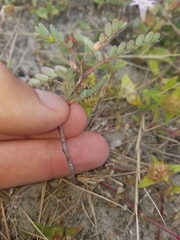 Phyllanthus abnormis
