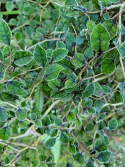 Marblewood (Carpodetus serratus)